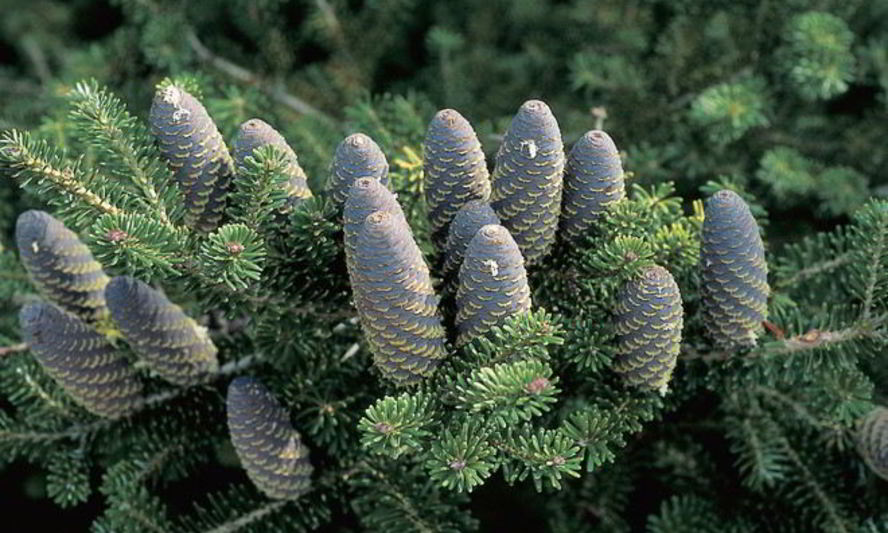 Рецепт варенья из ели