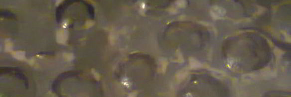 варенье из грецких орехов