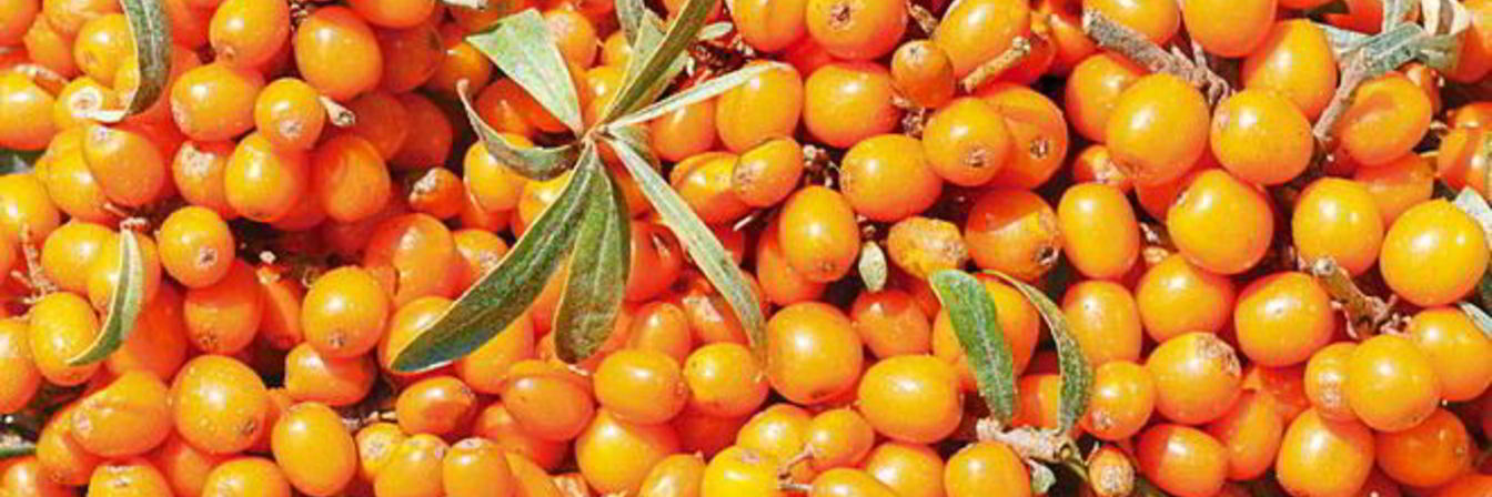 Варенье из облепихи