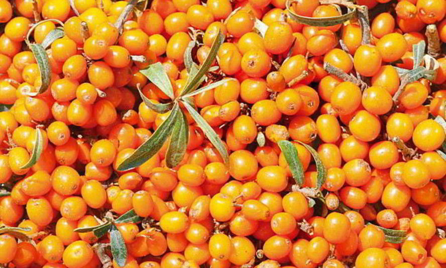 Рецепт варенья из облепихи