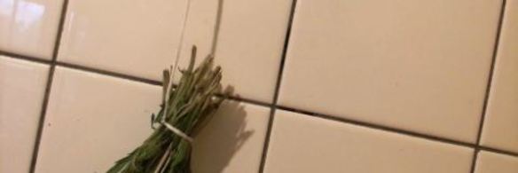 заготовка пряности — чабер, эстрагон