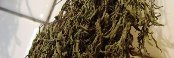 заготовка пряности — чабер, эстрагон