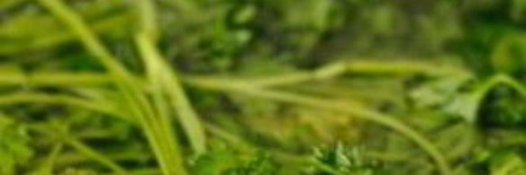 икра кабачковая с овощами