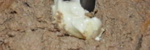 паштет печеночный вкусный