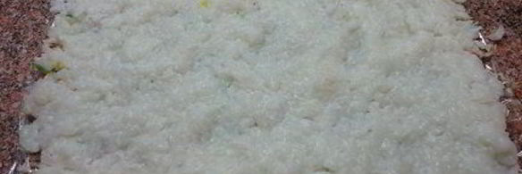 десертные роллы тропикана