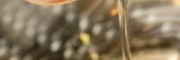 роллы с горбушей