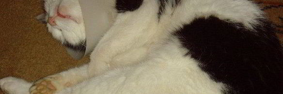 спринг-роллы с лососем и свежим шпинатом