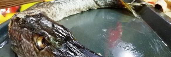 рулетики из щуки и тунца