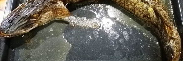 рулетики из щуки и тунца