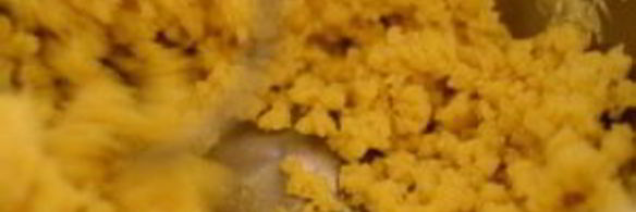 тарталетки с сыром и помидорами