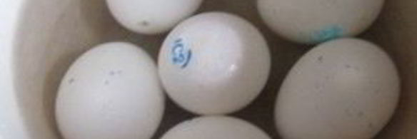 тарталетки с языком