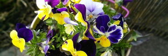 тарт с ревенем и сливочным кремом