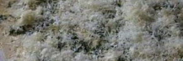 тарт три сыра с помидорами