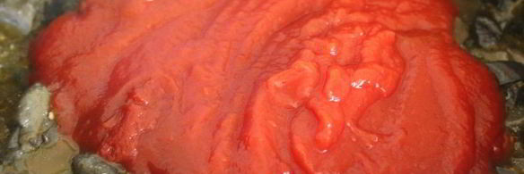 закуска из лесных грибов с баклажанами