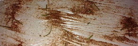 закуска из скумбрии и помидор с соусом